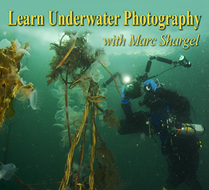 Marc Shargel and ProScuba Dive Center offer Underwater Photo Class